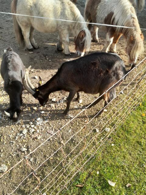 Ziege