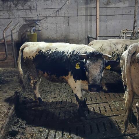 Kalbe Pustertaler Sprinzen Bio