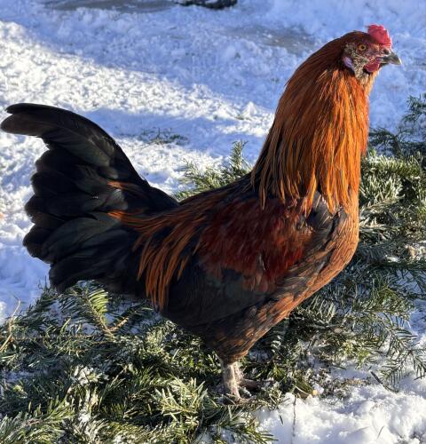 Ameraucana Hahn zu verschenken