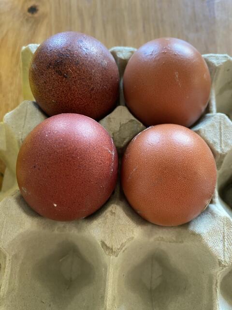Bruteier Marans schwarz-kupfer