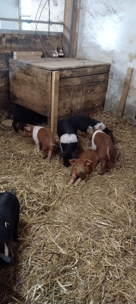 Duroc und Duroc Mix Ferkel Spanferkel