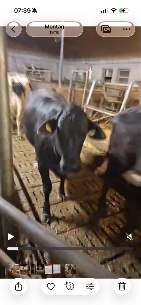 Brahman x HF Kreuzung