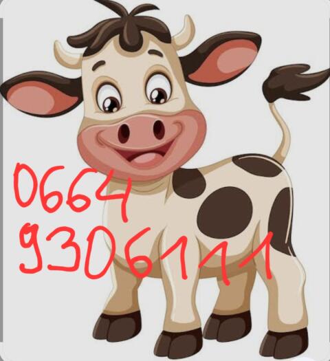 Belegfähige Fleckviehkalbinnen