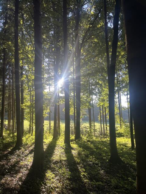 Suche pacht wald in weiz