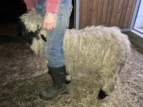 Walliser Schwarznasenschaf weiblich Bio