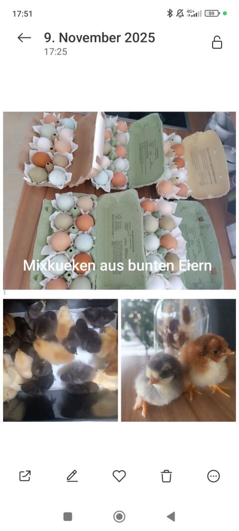 Mixküken aus bunten Eiern
