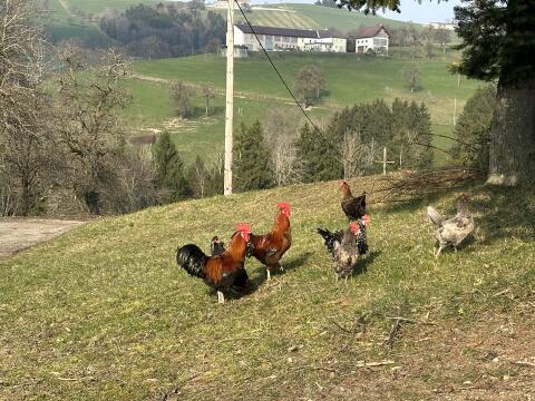 Sulmtaler Hahn