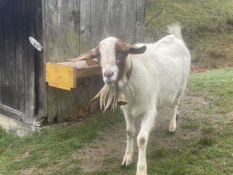 Burenziegenbock Anton