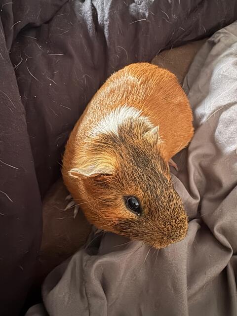 Meerschweinchen