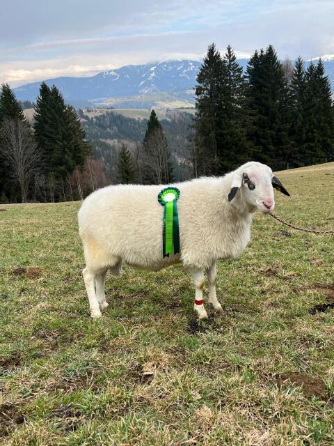 Kärntner Brillenschafwidder zu verkaufen