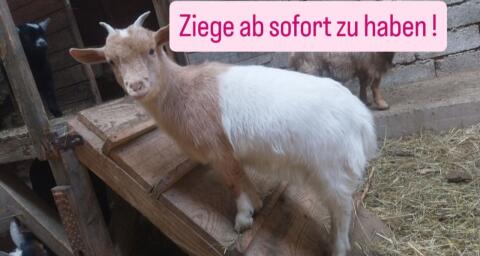 Zwergziegen
