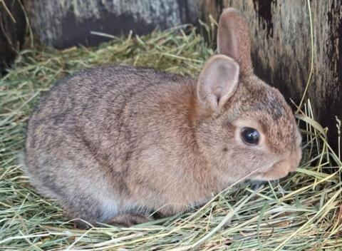 Zwergkaninchen männlich