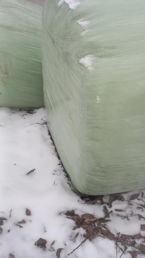 Siloballen top Qualität  Kleegras