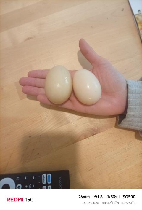 stummenten Eier befruchtet