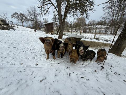 Kune Kune Ferkel Weideschweine