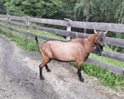 GGZ Bock