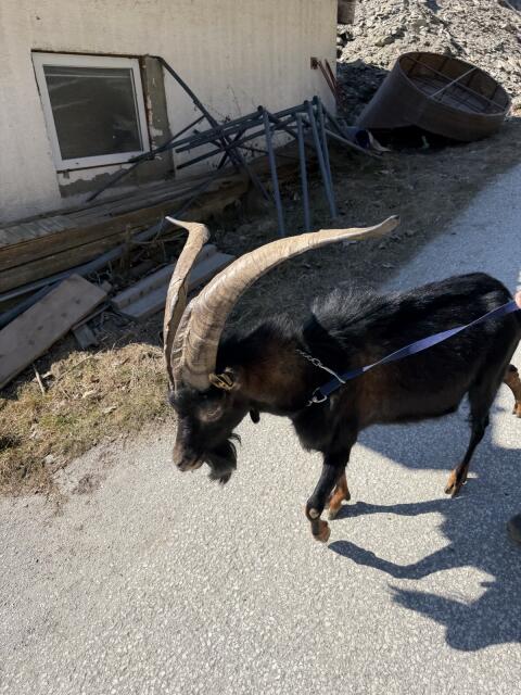 Aosta Bock