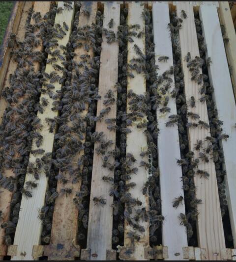 Bienen