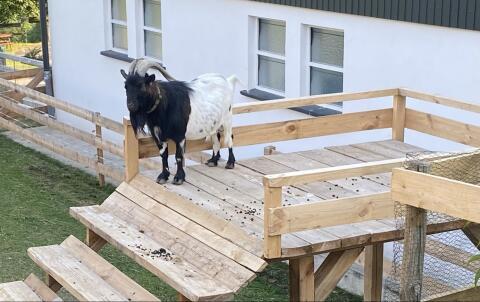 Verkaufen unseren Zwergziegenbock  Timi