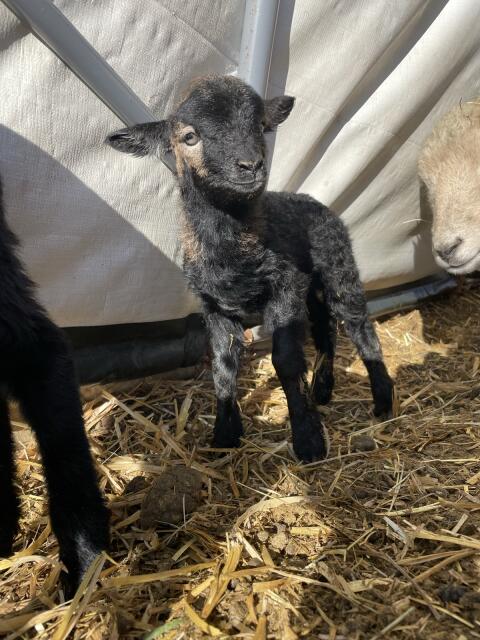 Bio Zwergschaflämmer