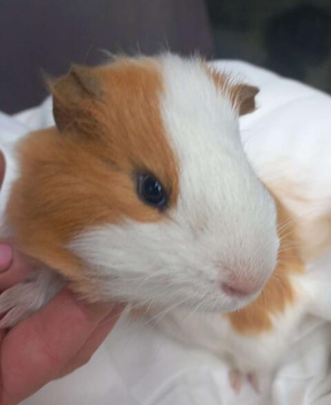 Meerschweinchen