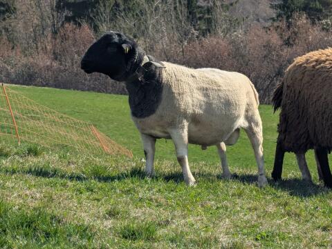 Dorper Bock