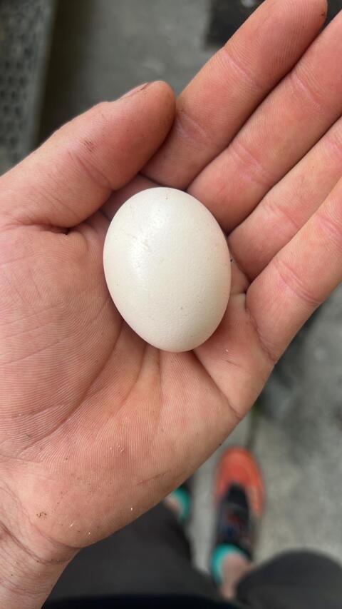Eier, Hühner-Eier