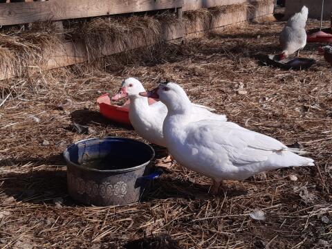Junge Stummenten (BIO)