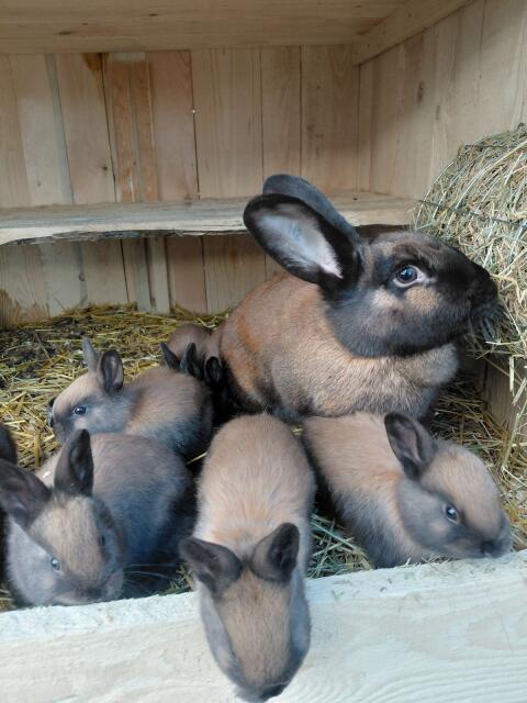 Thüringer Kaninchen