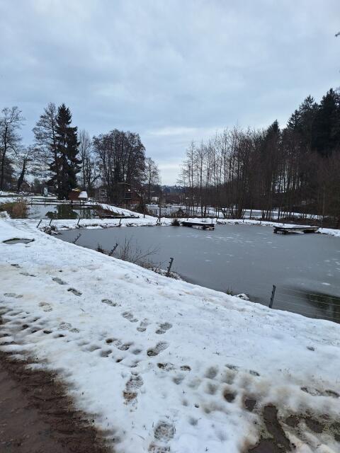 Besatzkarpfen