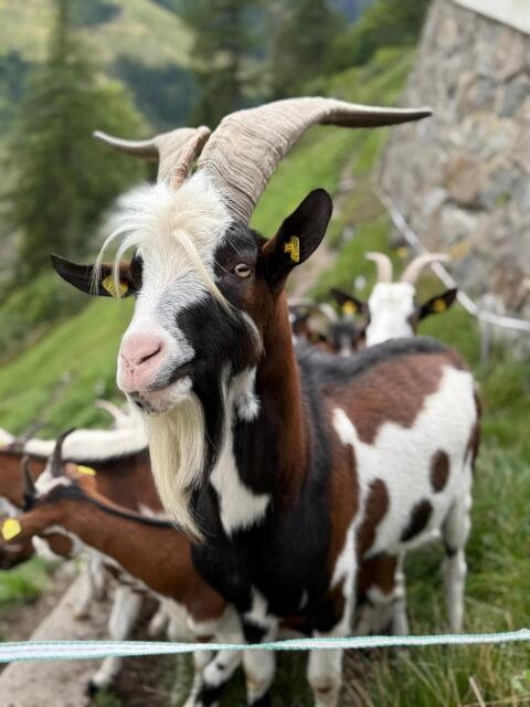 Tauernschecken Bock