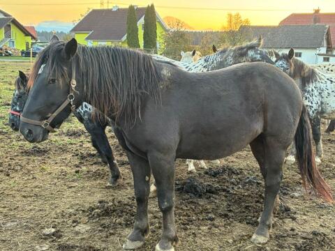 Noriker Stute