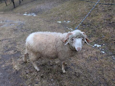 Montafoner Steinschaf, HB-Widder