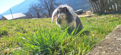 Kaninchen Damen