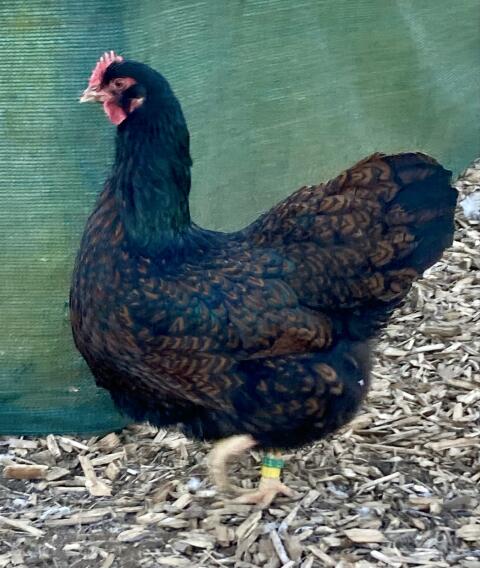 Bruteier Barnevelder blau-braun und schwarz-braun doppelt ge