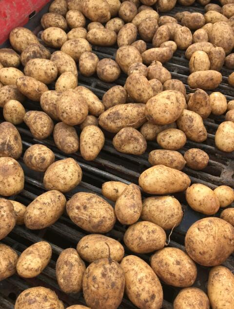 Kartoffeln