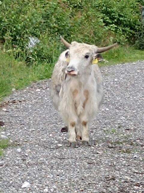Yak-Rinder zu verkaufen