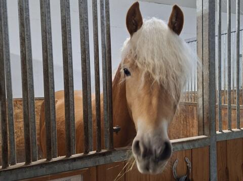 Haflinger Hengst
