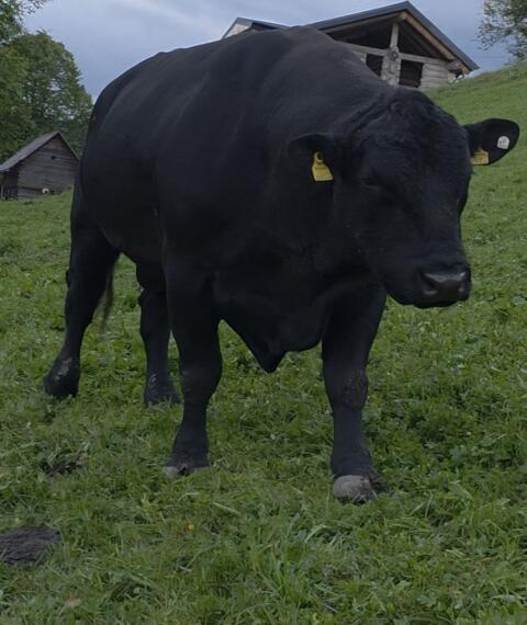 Aberdeen Angus Zuchtstier zu verkaufen