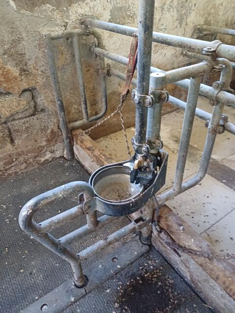 Rinderaufstallung, Aufstallung, Anbindeaufstallung, Stieranb