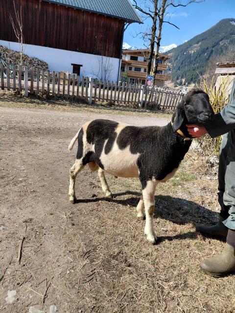 Tscheggenwidder
