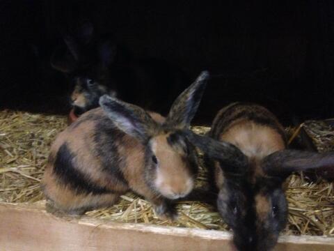 Junge Japaner-Rammler abzugeben