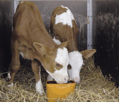 Suche Stier-, Kuhkälber