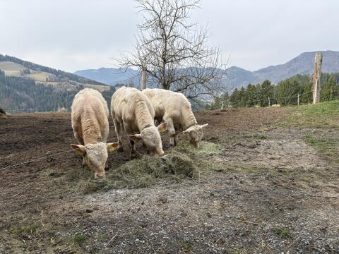 Einsteller Fresser bio