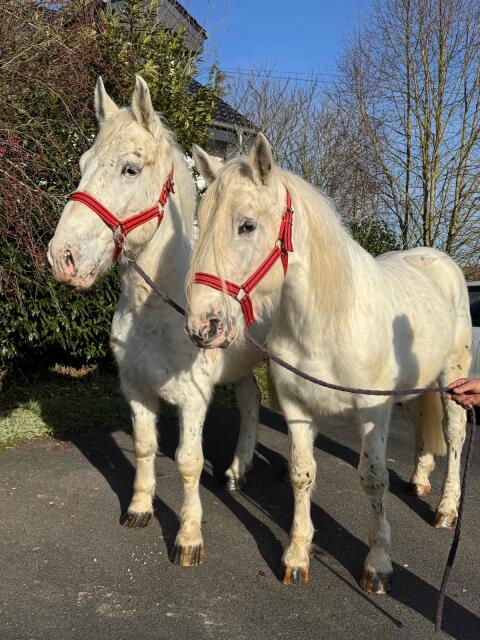 Super tolles Gespann zu verkaufen