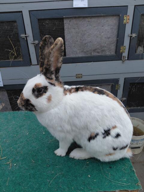 Rheinische Schecken-Häsin