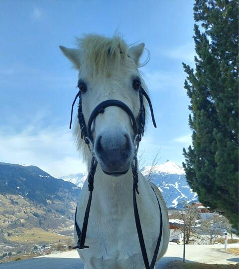 Verkaufe Welsh Pony