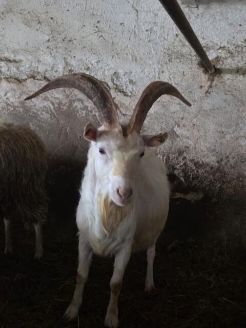 Ziegenbock