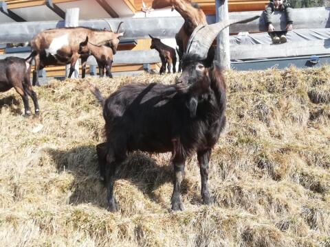 Ziegenbock Aosta