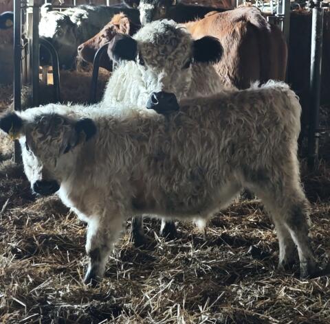 Bio Galloway Kuh/Stierkalb